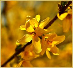 Forsythienblüte