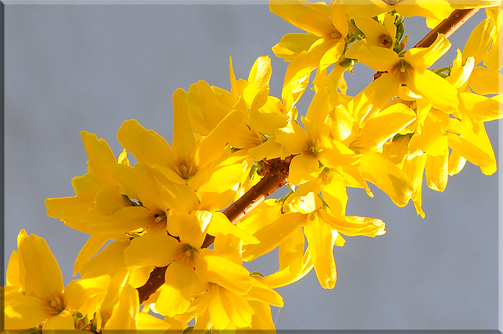 Forsythienblüte