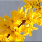 Forsythienblüte