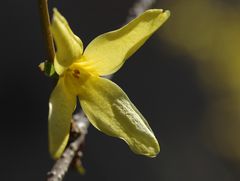 Forsythienblüte