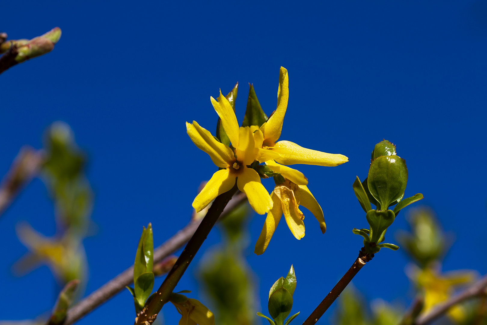 Forsythienblüte