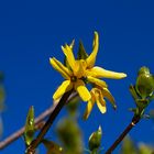 Forsythienblüte