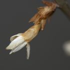 Forsythienblüte