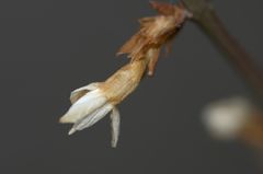 Forsythienblüte