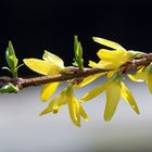 Forsythienblüte am Karfreitag in hohen Norden, in Hamburg...