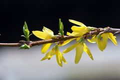 Forsythienblüte am Karfreitag in hohen Norden, in Hamburg...