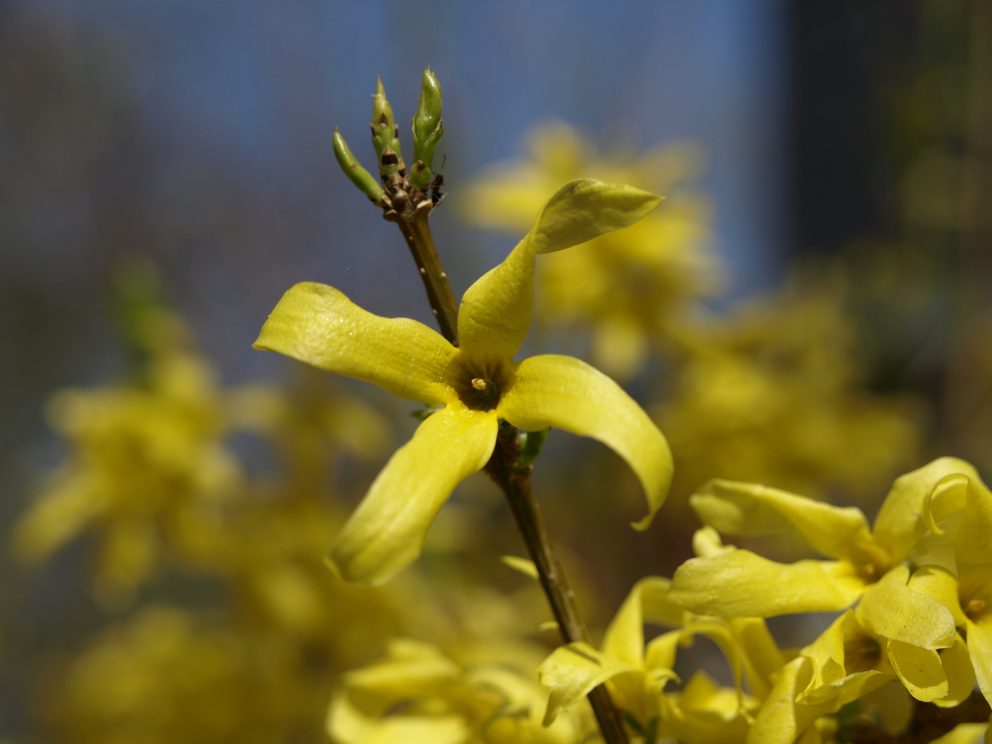 Forsythienblüte