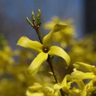 Forsythienblüte