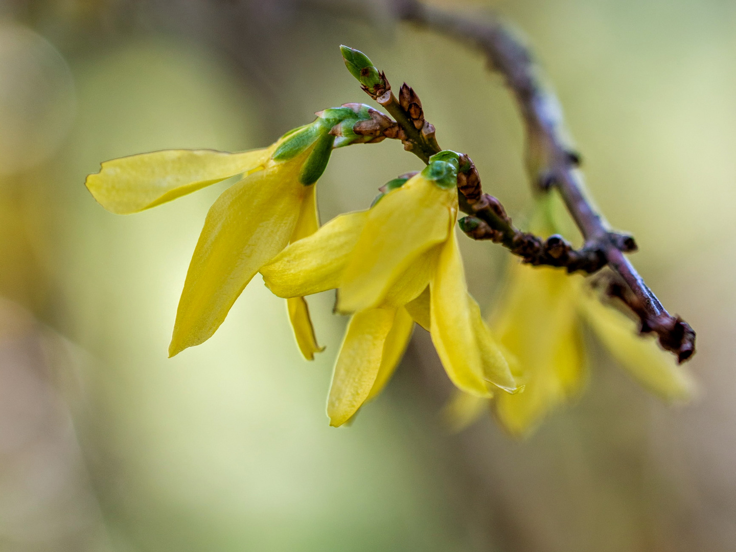 Forsythienblüte