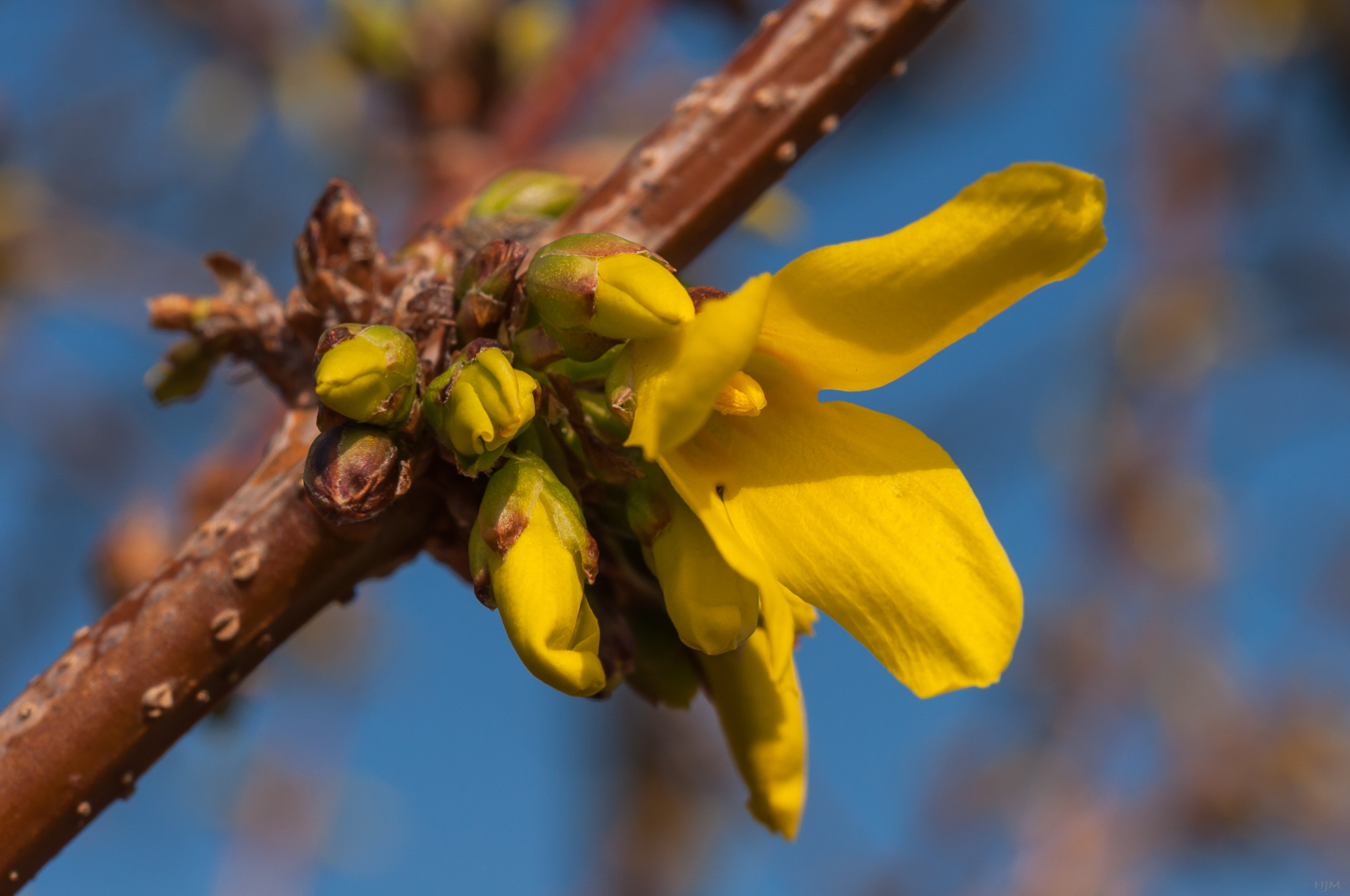 Forsythienblüte