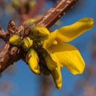 Forsythienblüte