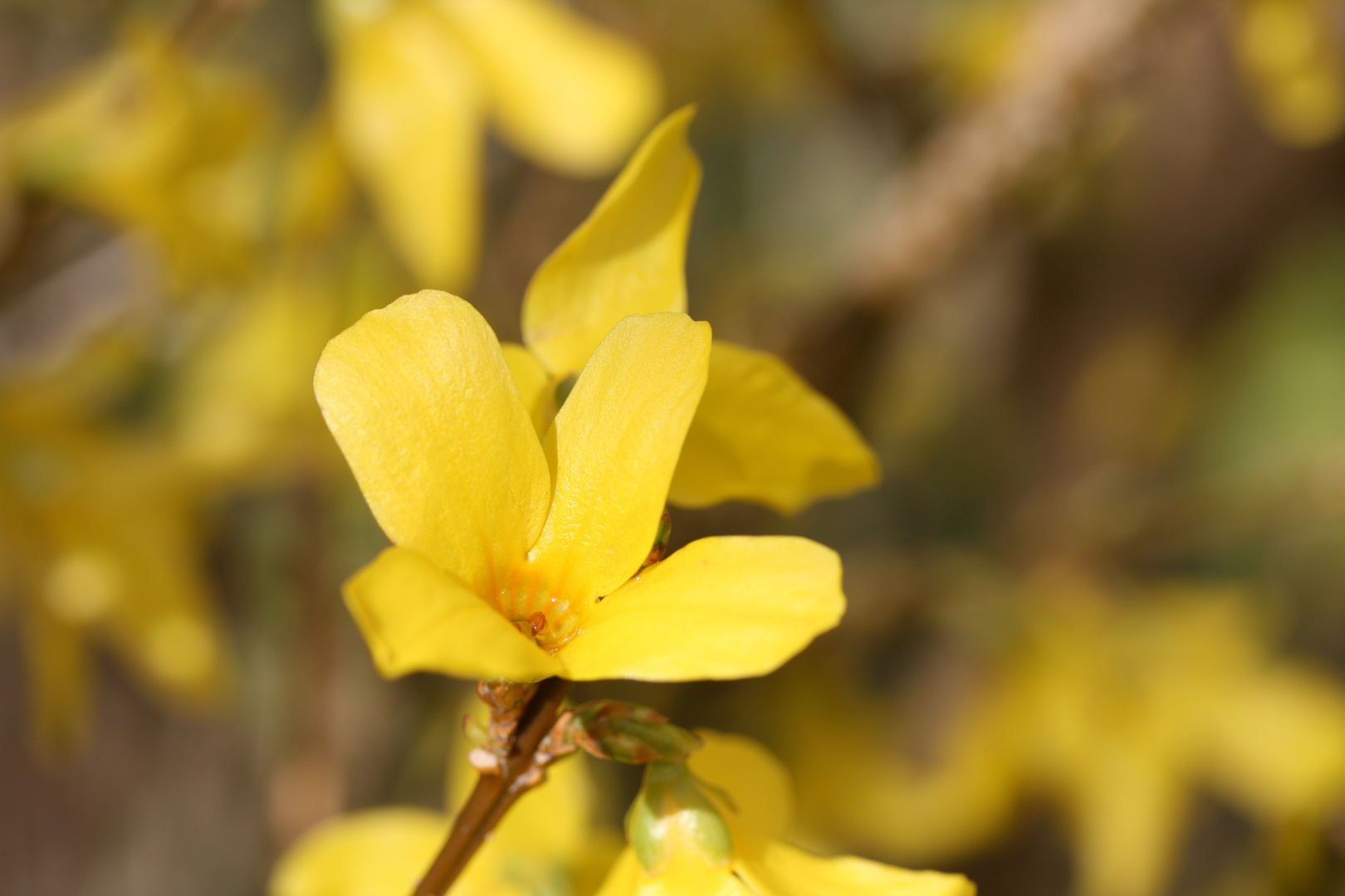 FORSYTHIENBLÜTE