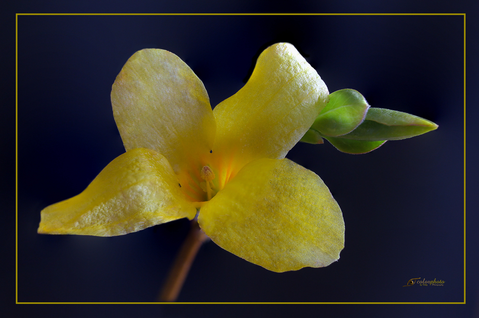 " Forsythienblüte "