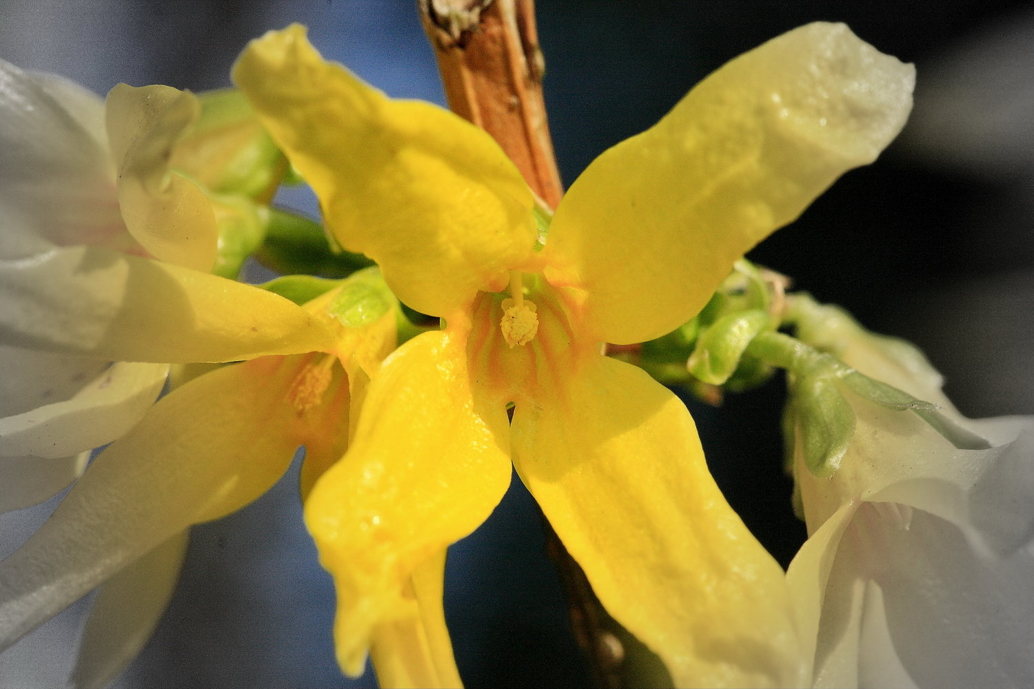 Forsythienblüte ganz nah