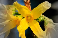 Forsythienblüte ganz nah