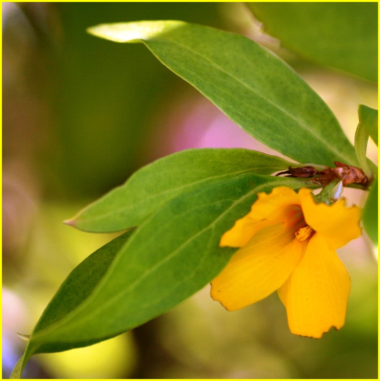 Forsythienblüte im Oktober