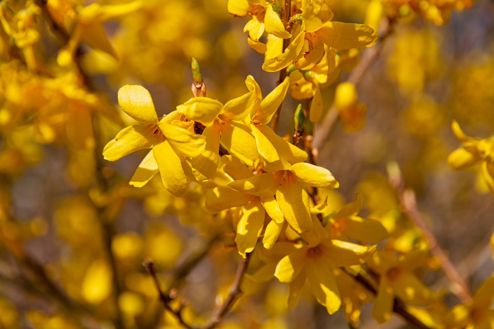 Forsythienblüten