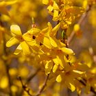 Forsythienblüten