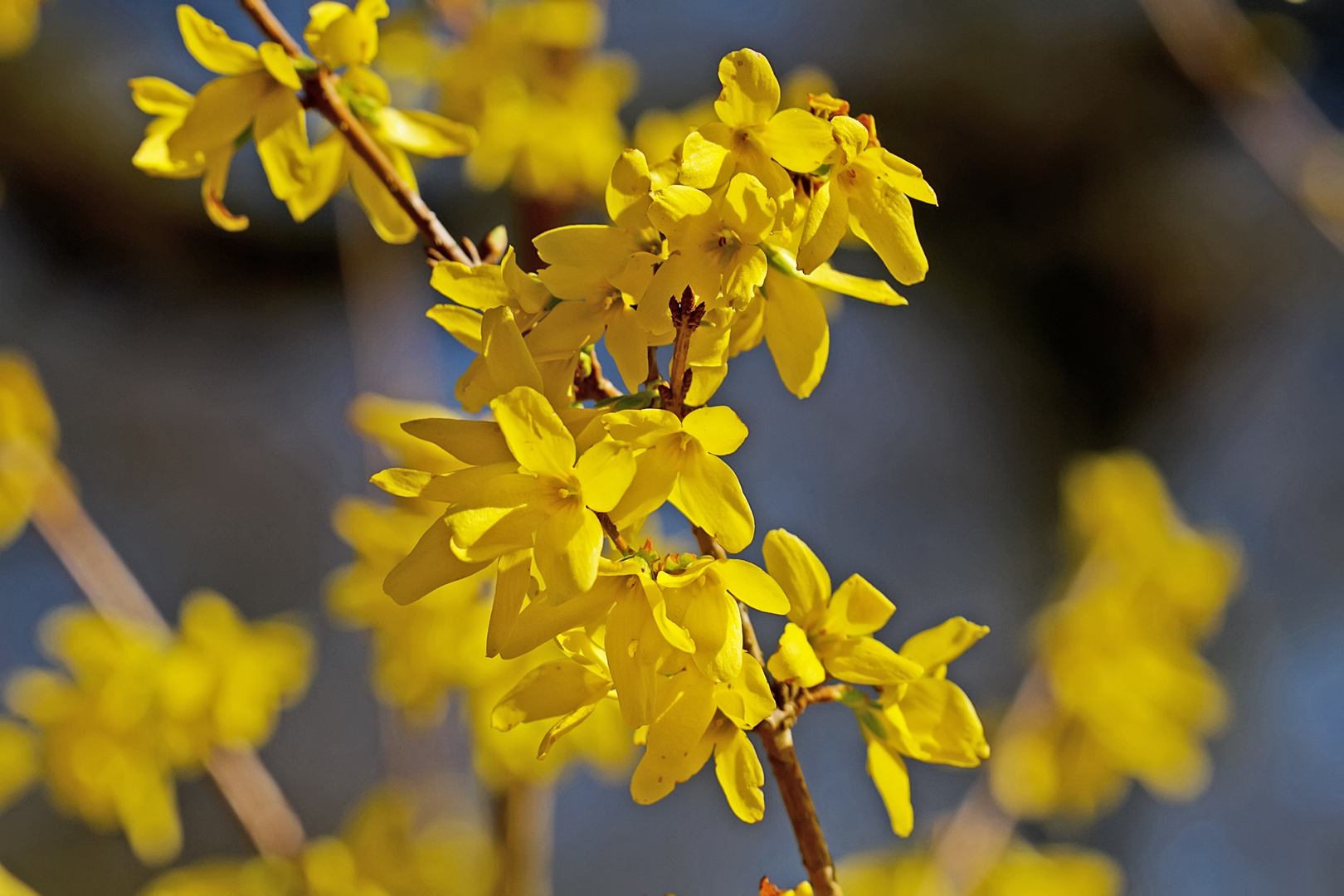 Forsythienblüten