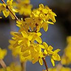 Forsythienblüten