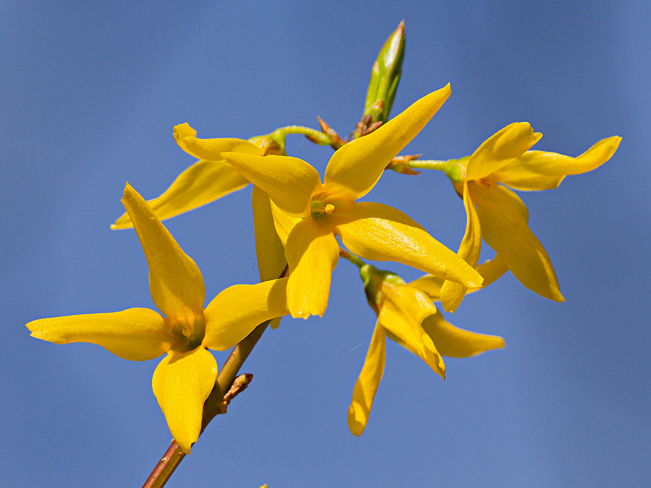 Forsythienblüten...