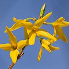 Forsythienblüten...