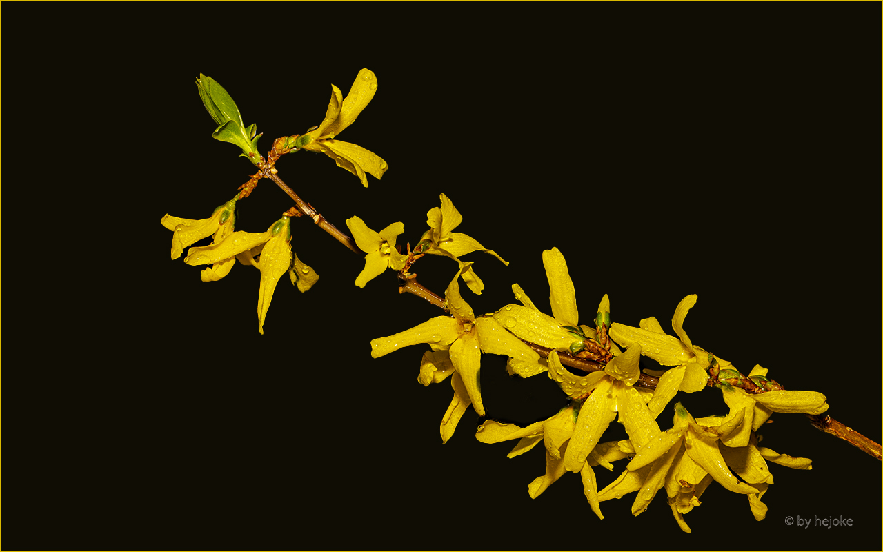  Forsythienblüten