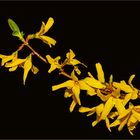  Forsythienblüten