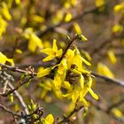 Forsythienblüten