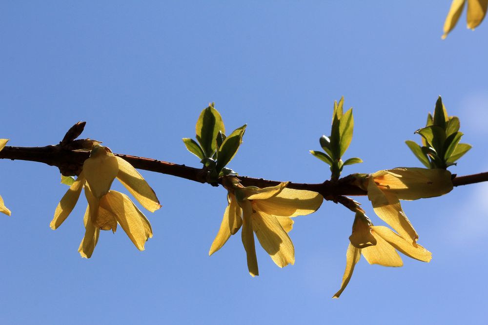 Forsythienblüten - Bild2 - Ostern 2012