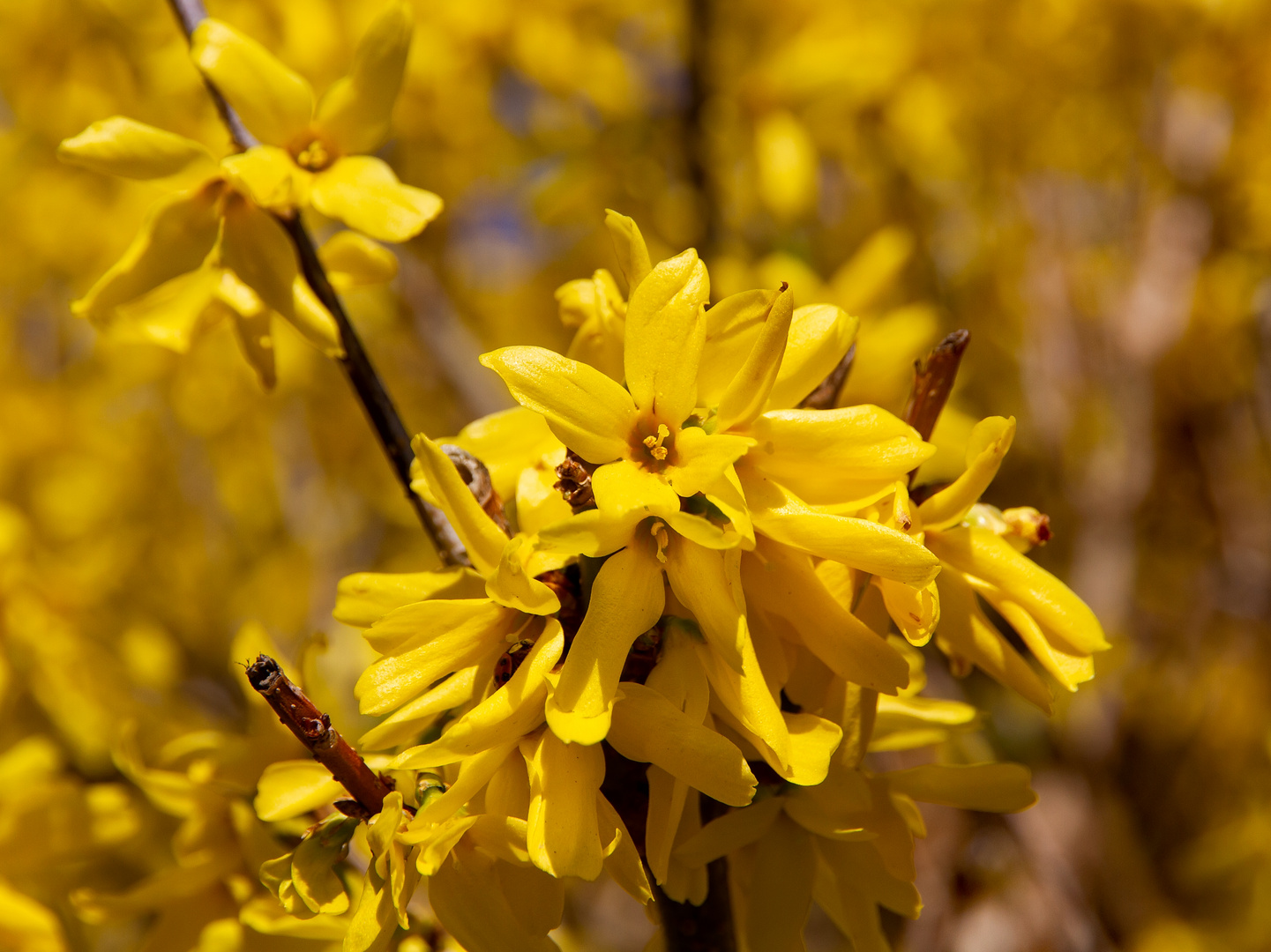 Forsythienblüten