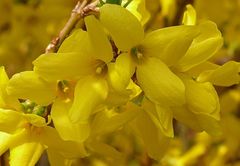 Forsythienblüten ...