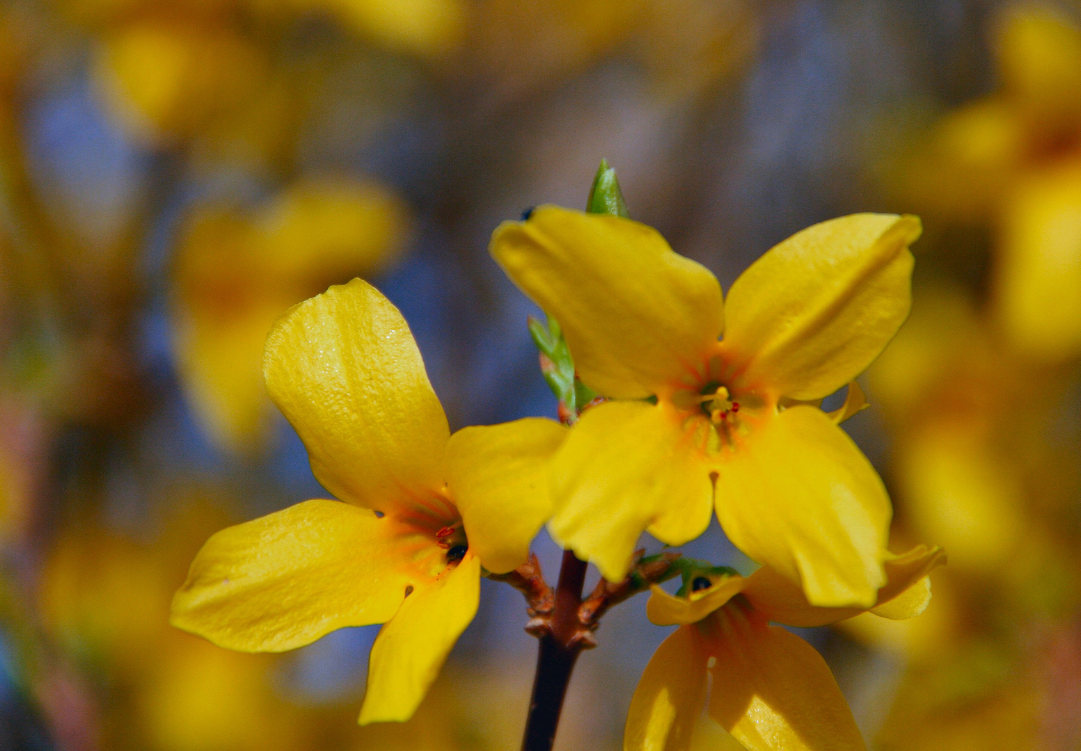 Forsythienblüten