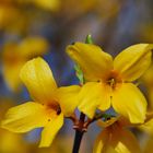 Forsythienblüten