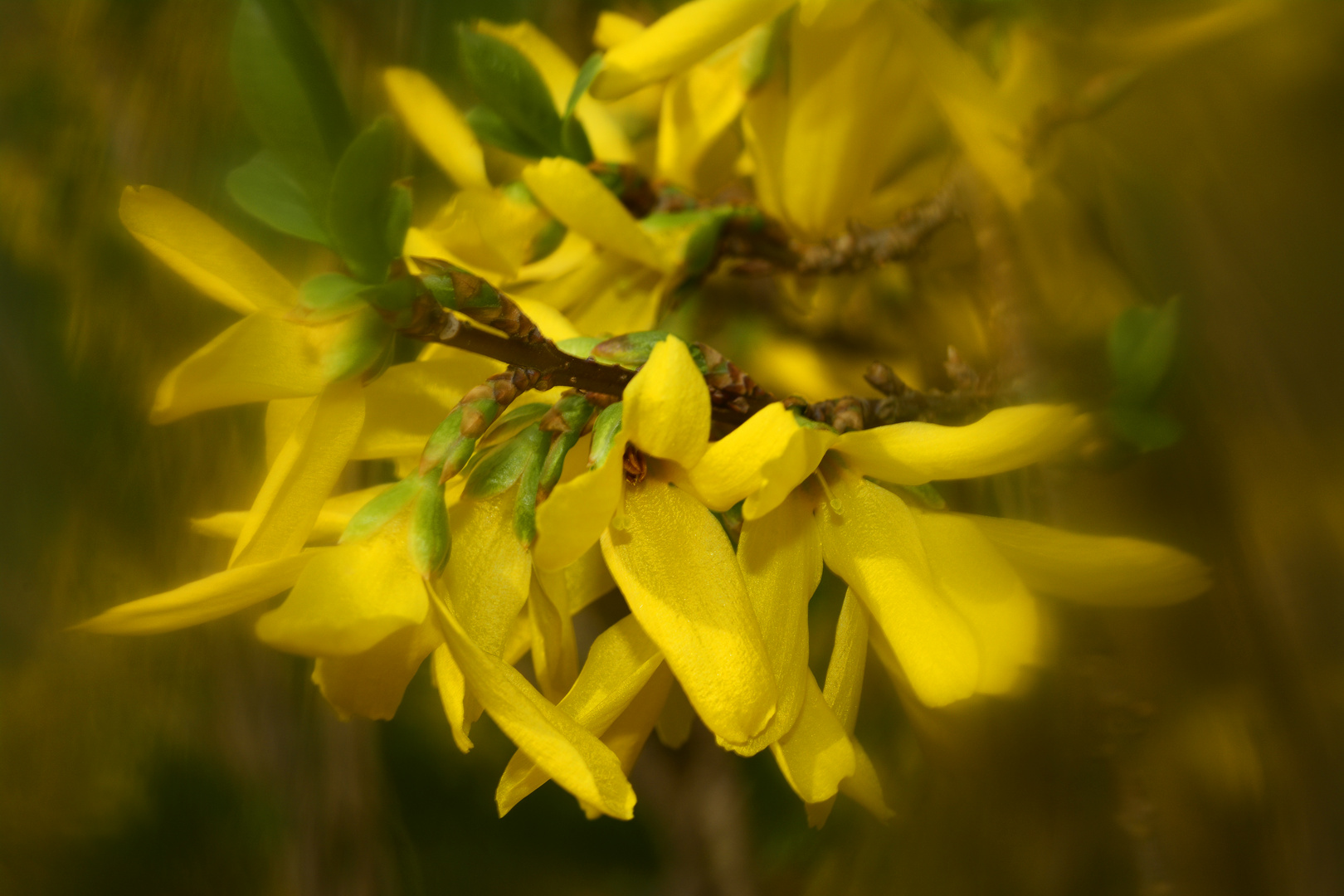 Forsythienblüten - hurra, endlich Frühling !