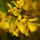 Forsythienblüten - hurra, endlich Frühling !