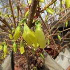 Forsythienblüten in der Sonne-Thementag