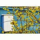 Forsythiengelb