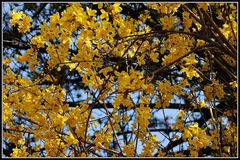 forsythiengold