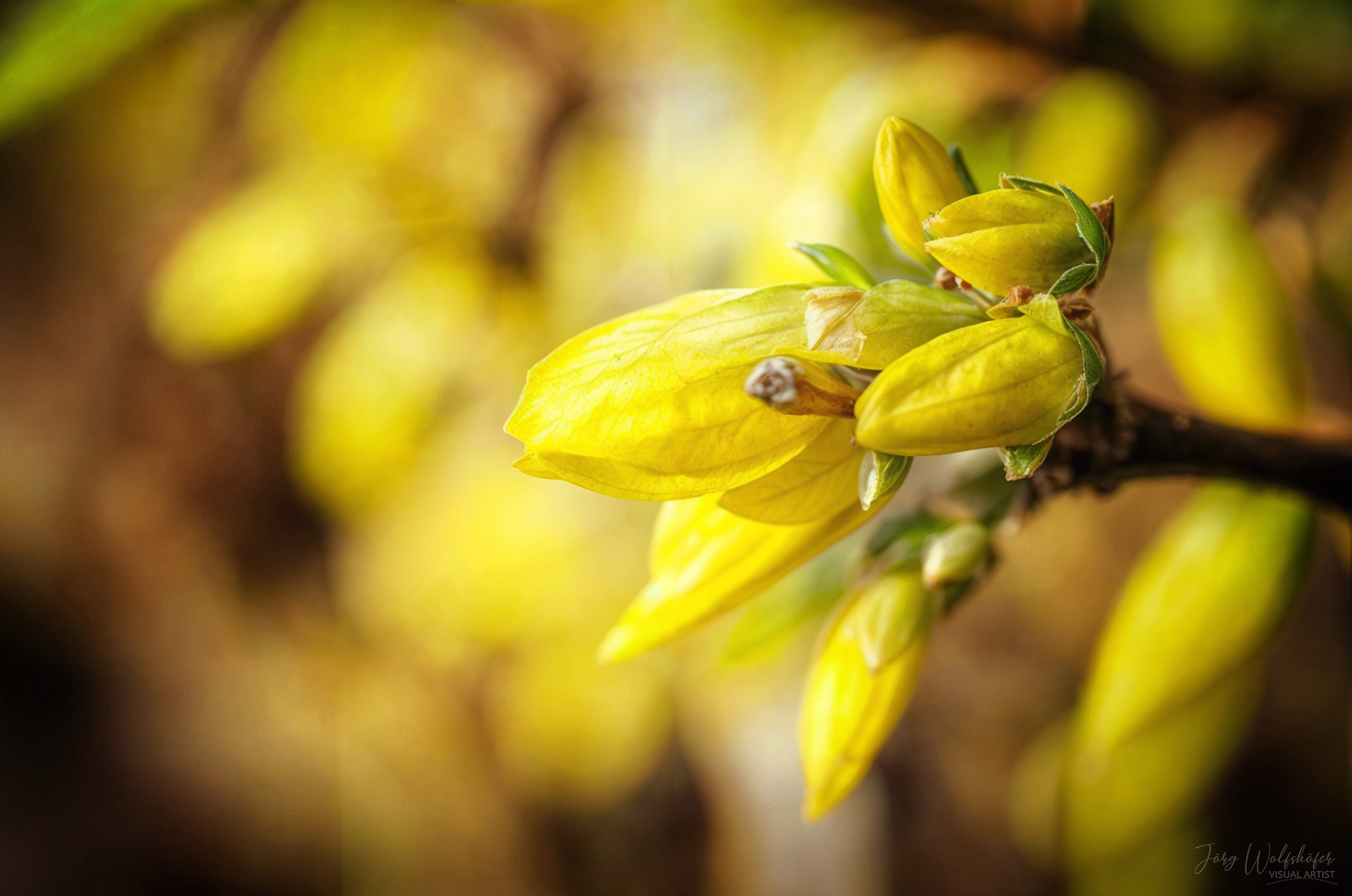 Forsythienknospe