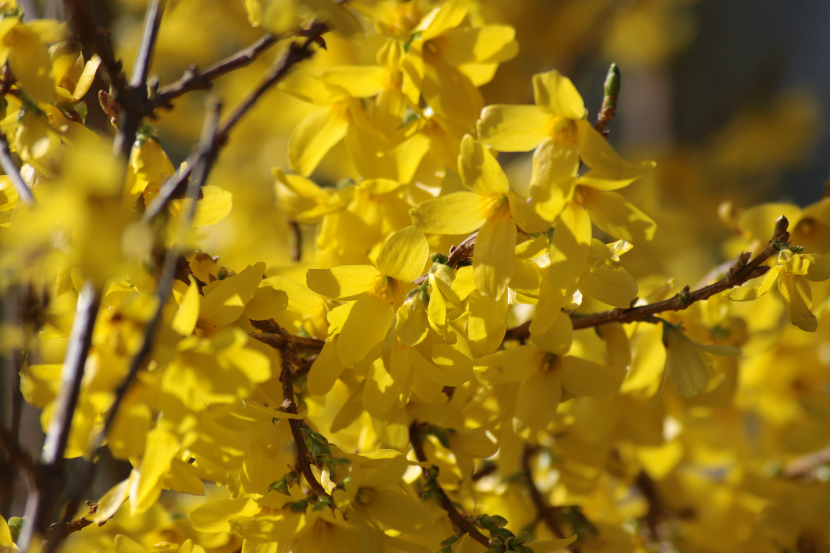 Forsythienknospen 2