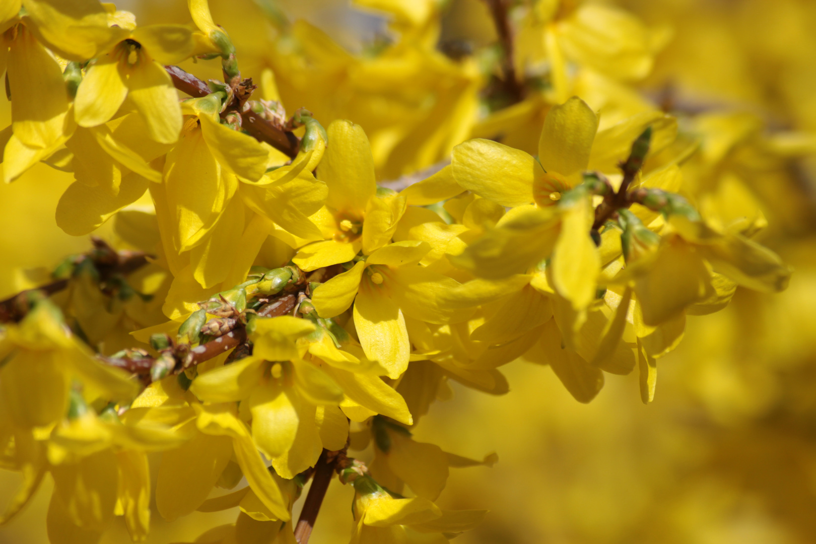 Forsythienknospen 3