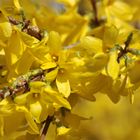 Forsythienknospen 3