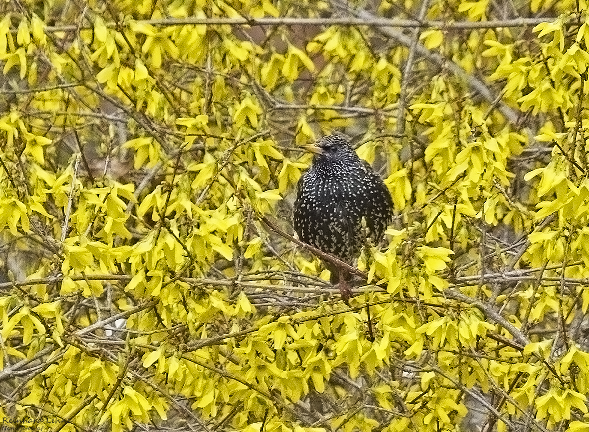   Forsythienstar