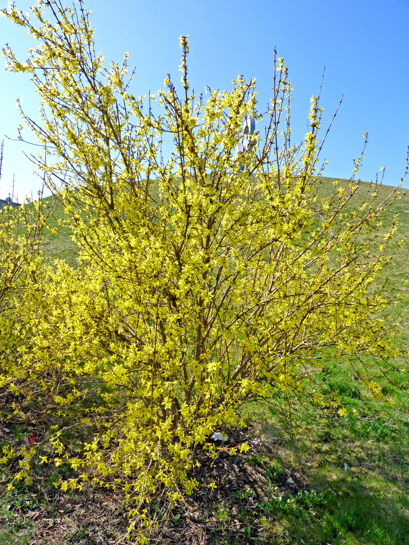 Forsythienstrauch