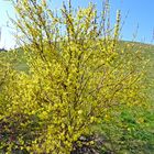 Forsythienstrauch