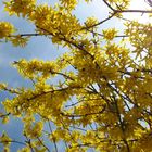 Forsythienstrauch