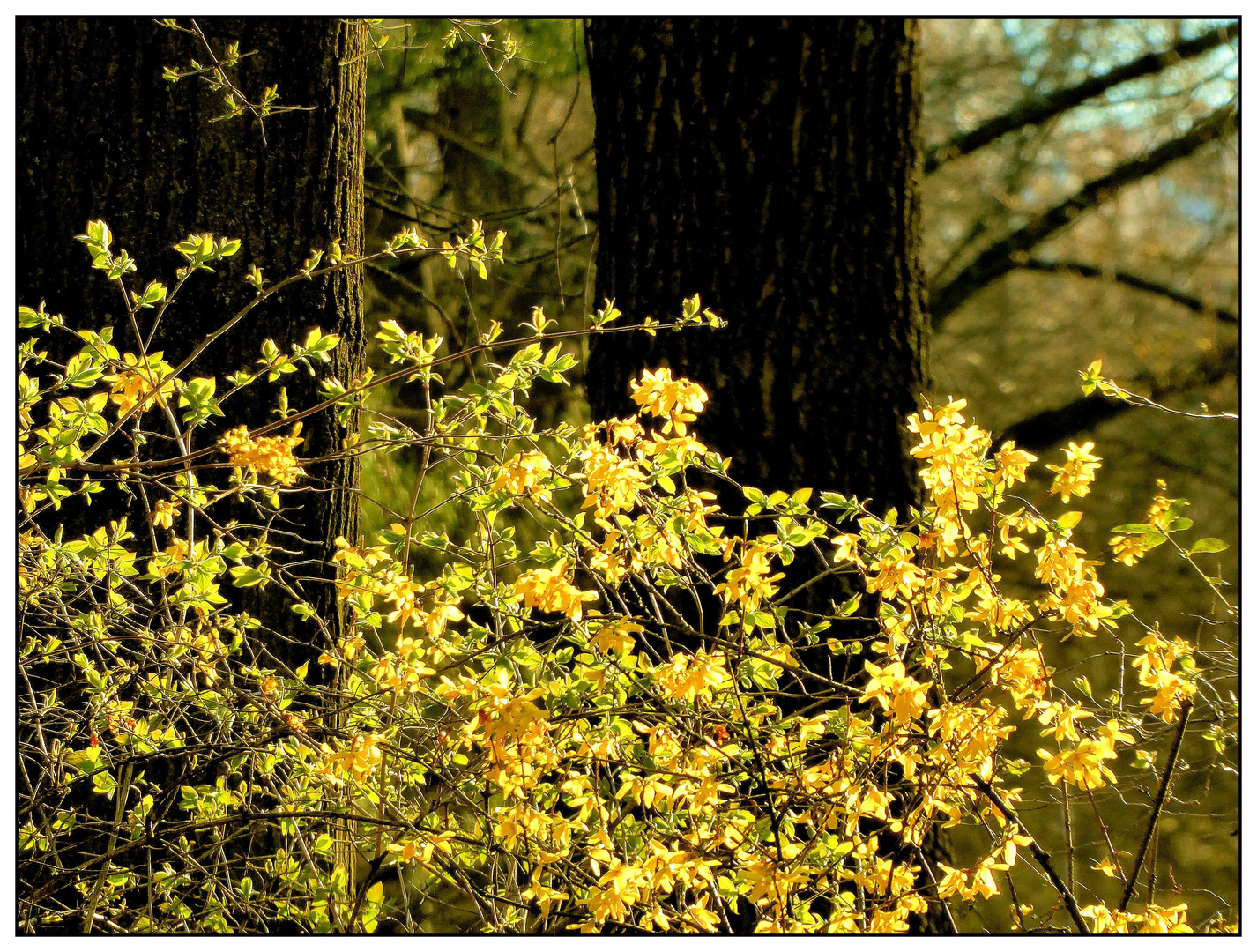 Forsythienstrauch