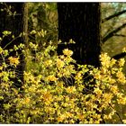 Forsythienstrauch