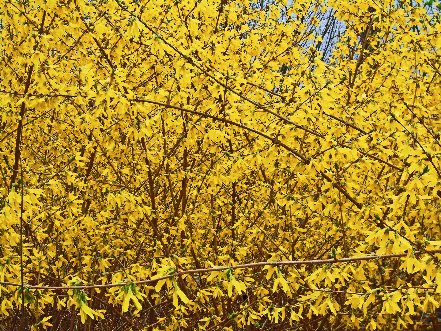 Forsythien......und etwas Azurblau.....